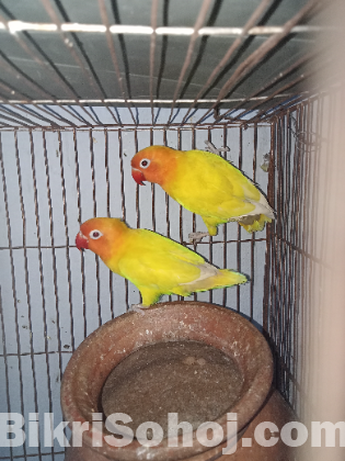 Lovebird